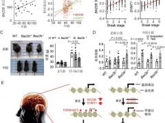 抗衰老研究新发现：BAZ2B基因调控延长寿命15%